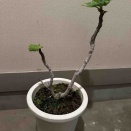 謎のキウイ？