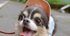 犬、今年の夏グッズ