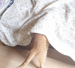 まるは潜って眠りたい