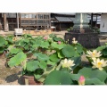 武生の引接寺「蓮の花」　福井県越前市京町