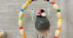 ブランコ訓練がんばるセラ