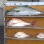 中本渡船ブログ