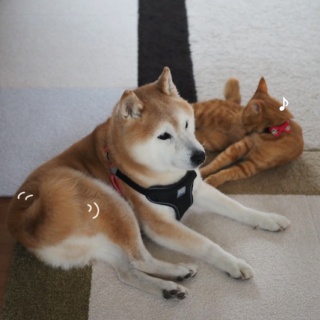 湘南凸凹柴WAN日記