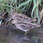 野鳥の観察を都内で