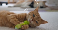 遊ぶ猫と寝る犬♪