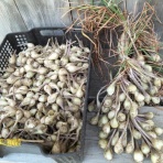 自然農菜園「はたけや」の作業日誌