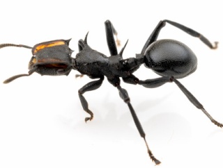 ナベブタアリの女王の変異