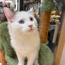 ねこちゃんのご紹介