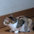 はるちゃん