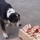 ご自由にお取りください。野良犬のために余った肉の残骸を置いておく肉屋。海外の反応