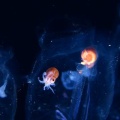 5月8日　刺激的な水中生物