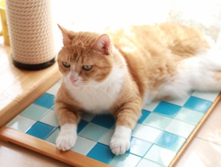 物足りない猫。