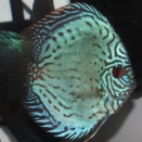 AquaDreamsのオンラインショッピングに掲載しました！