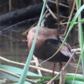幼鳥から若鳥に成長したヒクイナを撮る🦜（多々良沼公園）