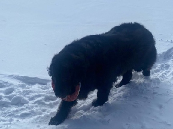 え、クマさんですか？