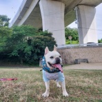 ﾌﾚﾝﾁﾌﾞﾙﾄﾞｯｸﾞまさお日記