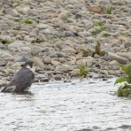 シニアの鳥撮り・素人日記
