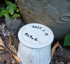 6月19日、タムちゃんが亡くなりました。