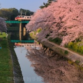 桜と名鉄　= 名所 岡崎公園にて =