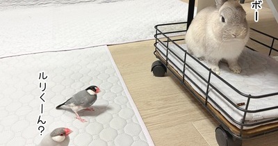 うさぎのルリと文鳥たち(7/18追記)