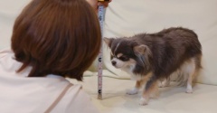 【楽天お買い物ラソン】狙ってる犬グッズ