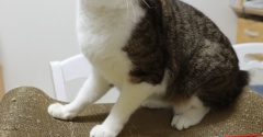 猫じゃらしを要求する猫。