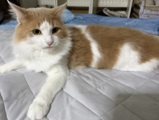 猫のための暑さ対策