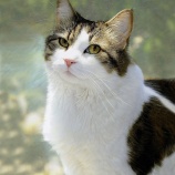 『死を予知する猫オスカーちゃん』の画像