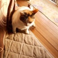 猫に小判を与えたら。 埋蔵金:千九百弐拾参両 結局ぅ寝ぇ~へんやんっ!