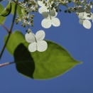 ６月の花