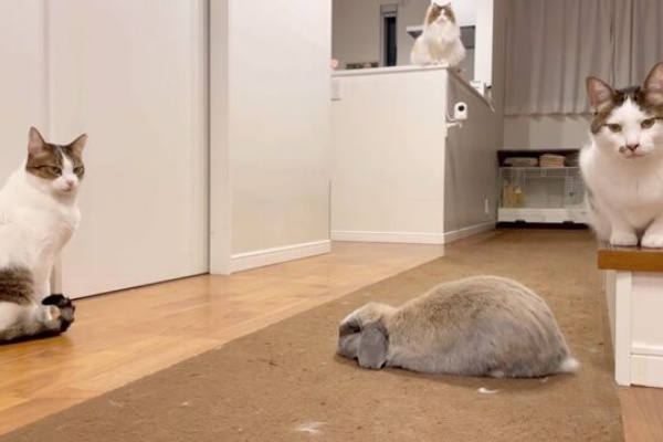 うのくらし - うさねこ