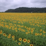 『【徒然写真館】No.167　ひまわり』の画像