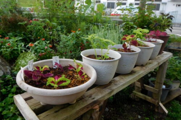 私ってガン ハンギング