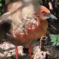羽ばたくヒクイナ＆友人から弁当差し入れ🪿🍱（多々良沼公園）
