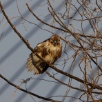 お城と淀川の鳥撮り記