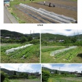 5月のさんさん農園