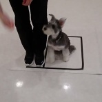 犬の幼稚園　アットホームblog