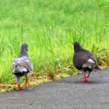 『多くの野鳥に出会えます』の画像