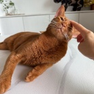 なでなで待ちの、かまってちゃんが過ぎるひめちゃん