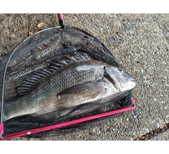 身近な場所でチヌ釣り