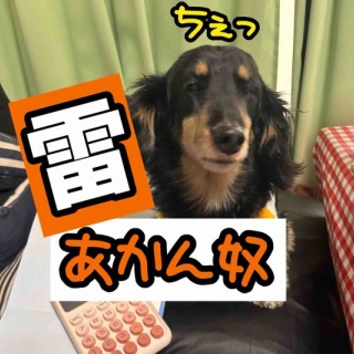 メルロコ一家の横須賀ストーリー