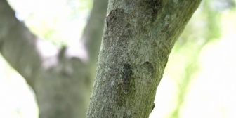 彼女とヒグラシの話題になった時、彼女が「ヒグラシって虫！？」と驚いていて衝撃だった