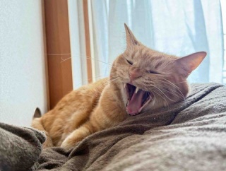 猫がCKDステージ3と言われたのに数値が正常に戻った話【2匹の体験】 