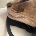 ようやくお顔のハゲが回復中