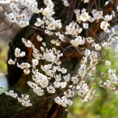 飯能市の花*2026年２月家チカde梅咲く＃2