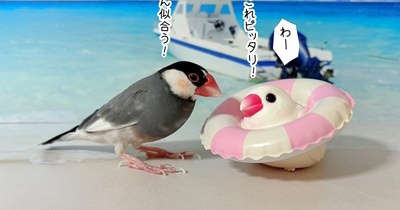 セラからのプレゼント