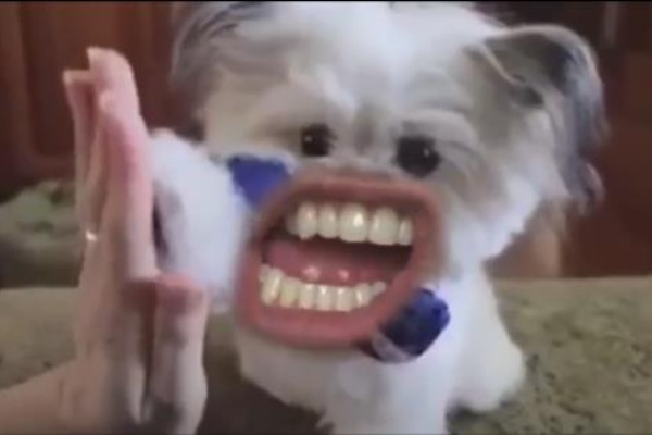 納得動画 人間の口をコラージュした犬が本心をぶちまけてみたｗ あにまぁる