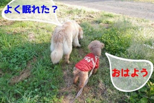 おでかけワンコだにゃ 犬連れ山口