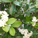 ❀ 昨日の朝...「シルクジャスミン」の花が咲きました💞