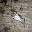 モイカまであと少し